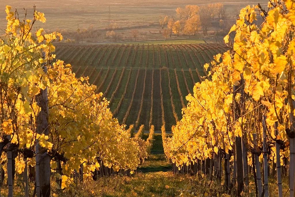 Tokaj-Hegyalja